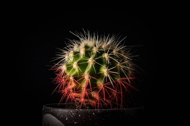 Cactus in a pot on a black background closeup - Foto, Bild