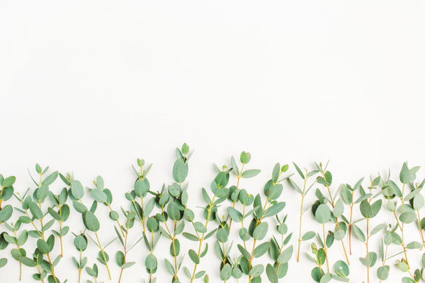 Eucalyptus branch on white background. Flat lay, top view minimal concept. - Photo, Image