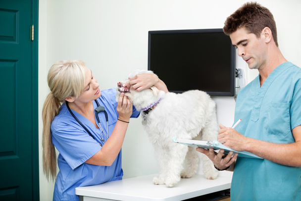 Male Doctor Writing On Clipboard With Colleague Examining A Dog - Photo, image