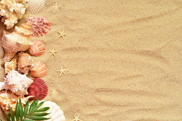 schelpen met zand als achtergrond - Foto, afbeelding