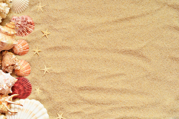 coquilles de mer avec du sable comme fond - Photo, image