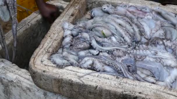 pulpo crudo en un mercado alimentario tradicional de África
 - Metraje, vídeo