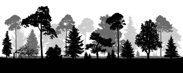 Coniferous natural forest trees set silhouette. Background of nature wood - Vector, Image