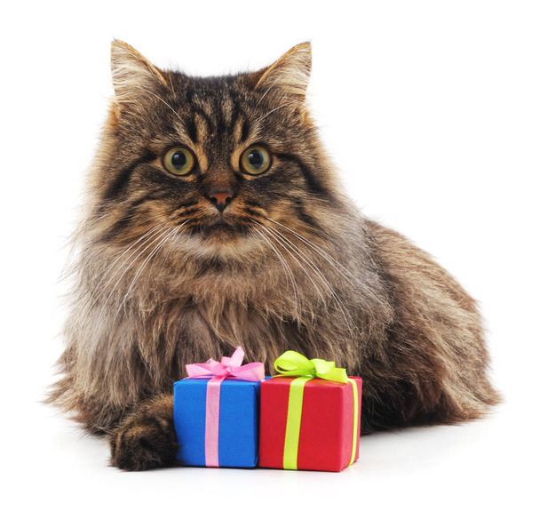Kitten and gifts. - Photo, Image