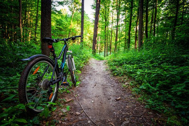 Mountain  bicycle in forest. - Фото, зображення