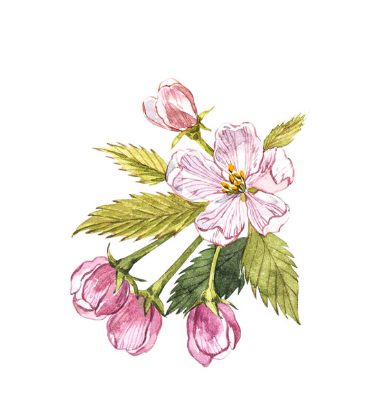 Watercolor hand drawn apple flowers. Eco natural food fruit illustration. Botanical illustration isolated on white background. - Photo, image