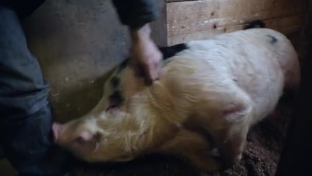 Agriculteur homme caressant porcherie heureux
 - Séquence, vidéo