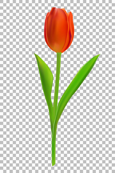 Photorealistic vector illustration of a tulip on a white background. - Vector, Image