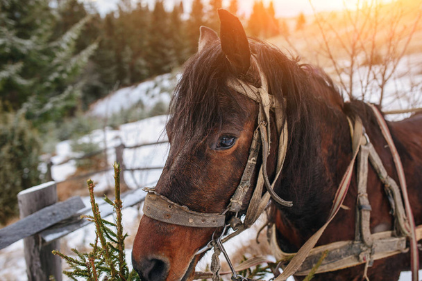 Sloot portret van bruin wervelende paard op de achtergrond van - Foto, afbeelding