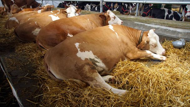 Vacas en establo
 - Foto, imagen