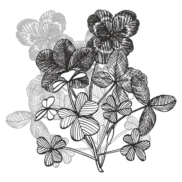 Τριφύλλι διανυσματικές συνθέσεις. Απομονωμένη άγριο φυτό και τα φύλλα σε λευκό φόντο. Φυτικά χαραγμένο στυλ εικονογράφηση. Λεπτομερείς βοτανικό σκίτσο. - Διάνυσμα, εικόνα
