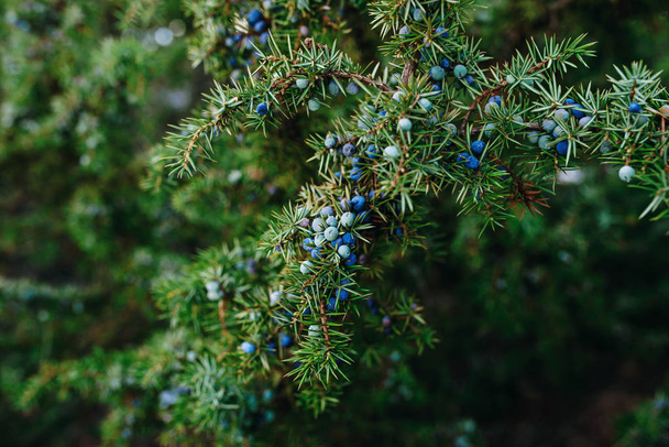 Kegel van rijpe en onrijpe bessen van Juniperus communiscommon juniper in bos, Finland. De kegels worden gebruikt om de smaak van bepaalde bieren en gin - Foto, afbeelding