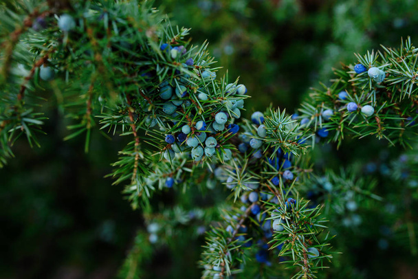 Bagas de cone maduras e não maduras de Juniperus communiscomum zimbro na floresta, Finlândia. Os cones são usados para aromatizar certas cervejas e gim
 - Foto, Imagem