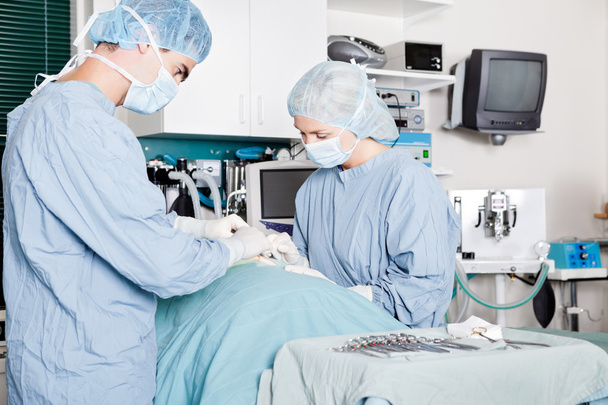 Veterinarian Doctor And Female Assistant Performing A Surgery - Foto, Bild