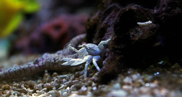 Porcelánový krab v akváriu korálového útesu - Fotografie, Obrázek