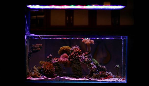 Tanque de aquário de recife de água salgada
 - Foto, Imagem