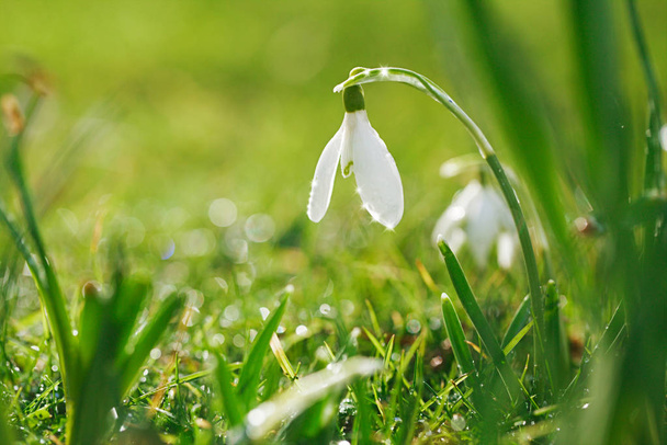Snowdrops flower is one of the spring symbols with glittering grass - Photo, Image