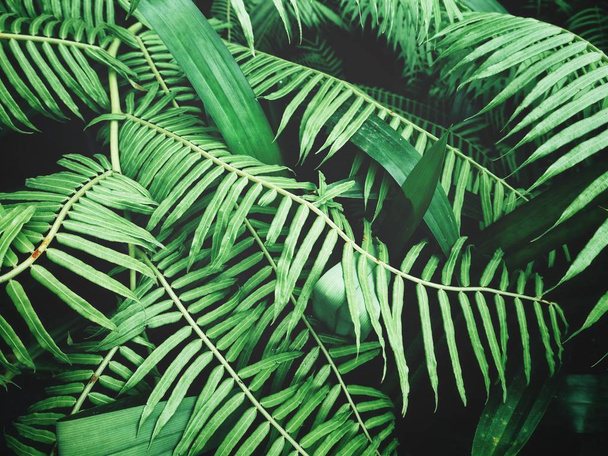 Beautiful of fern tropical leaves - Fotó, kép