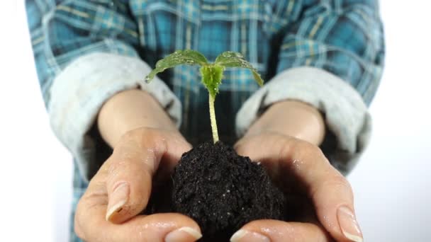 Handvol bodem met jonge Plant groeit. Concept en symbool van groei, zorg, duurzaamheid, bescherming van de aarde, ecologie en groen milieu. vrouwelijke handen. - Video