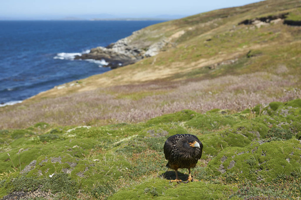 Striated каракара (Phalcoboenus australis), стоячи на скелі острова зрубу на Фолклендських островах. - Фото, зображення