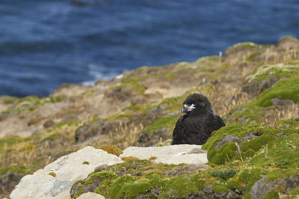Young Striated Caracara (Phalcoboenus australis) on the cliffs of Carcass Island in the Falkland Islands. - Photo, Image