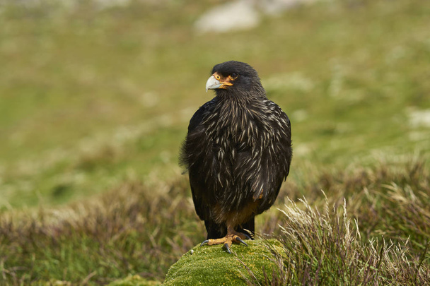 Striated Caracara (Phalcoboenus australis) standing a moss covered rock on West Point Island in the Falkland Islands. - Photo, Image