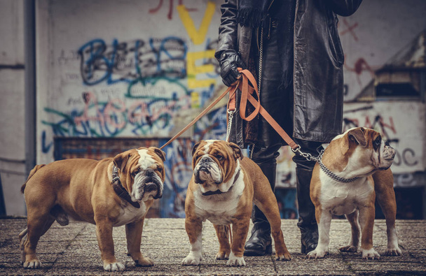 drei erwachsene englische Bulldoggen posieren im Freien, selektiver Fokus  - Foto, Bild