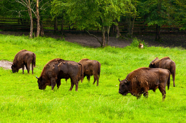 європейські bisons
 - Фото, зображення