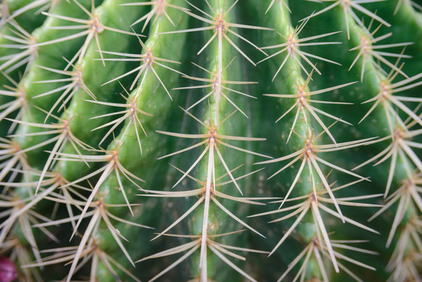 Nahaufnahme auf Stachelechinocactus grusonii Kaktus - Foto, Bild