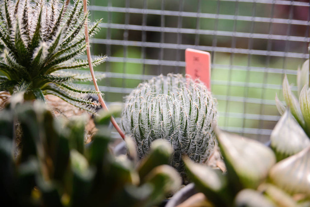 Mały Kaktus w doniczce, piękne soczyste rośliny ze światłem słonecznym - Zdjęcie, obraz