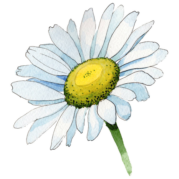 Wildflower chamomile flower in a watercolor style isolated. - Valokuva, kuva