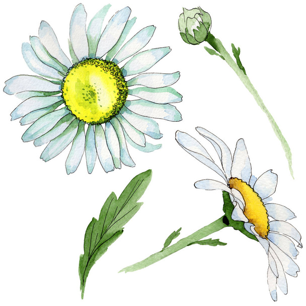 Kwiat rumianku Wildflower w stylu przypominającym akwarele na białym tle. - Zdjęcie, obraz