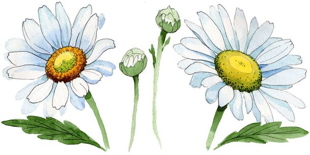 Wildflower chamomile flower in a watercolor style isolated. - Photo, Image
