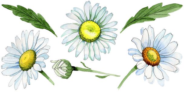 Vadvirág Kamilla virág elszigetelt akvarell stílusú. - Fotó, kép