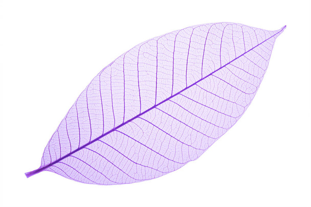 Фіолетове декоративне листя скелета на білому
 - Фото, зображення
