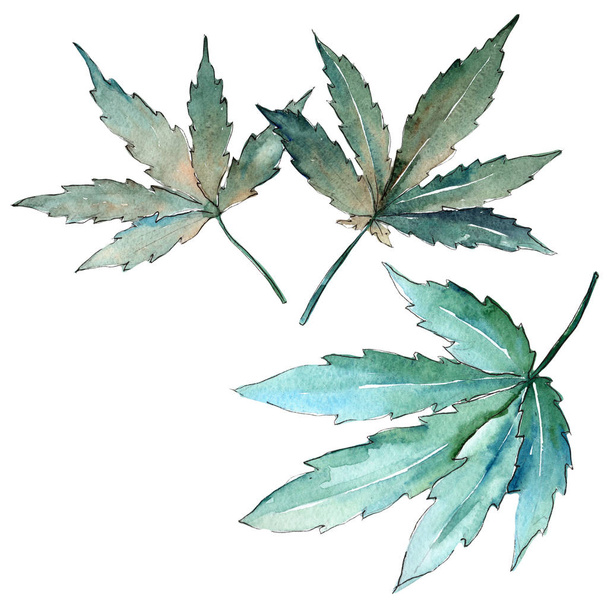 Cannabis leaves  in a watercolor style isolated. - Fotó, kép