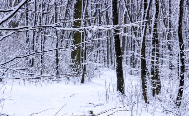Lumen peittämä metsä kylmänä talvipäivänä
 - Valokuva, kuva