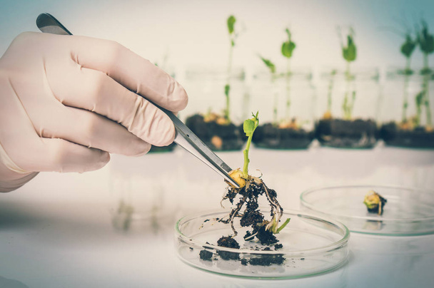 Scientist testing GMO plant in biological laboratory - Foto, afbeelding