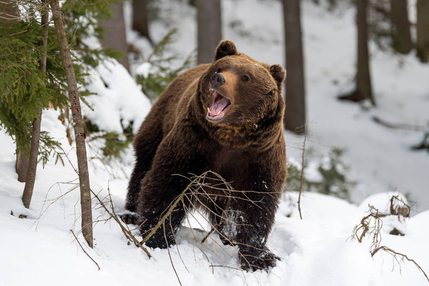 Orso bruno selvatico nella foresta invernale
 - Foto, immagini