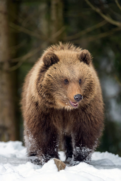 Vadon élő barna medve cub Vértes - Fotó, kép