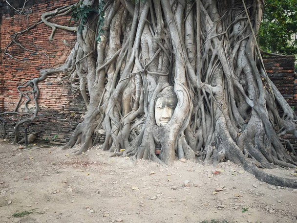 Buddha head in the banyan tree on historical park - Photo, Image