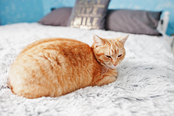 Close-up portrait of a ginger cat laying on the bed. - Foto, immagini