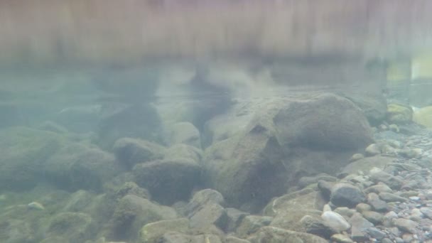 Camera ondergedompeld in een rivier met uitzicht op het onderste gedeelte van de rivier en bovenste deel - Video