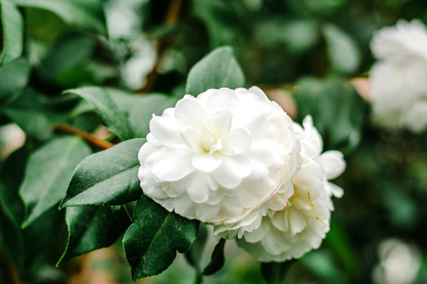 λευκό camellia στον κήπο - Φωτογραφία, εικόνα