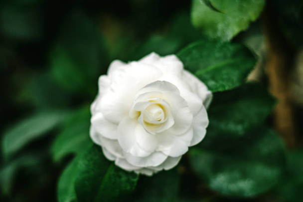 λευκό camellia στον κήπο - Φωτογραφία, εικόνα