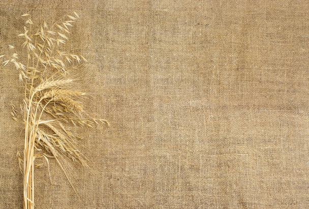 Fondo di iuta con spighe di grano, orzo e avena a sinistra
 - Foto, immagini