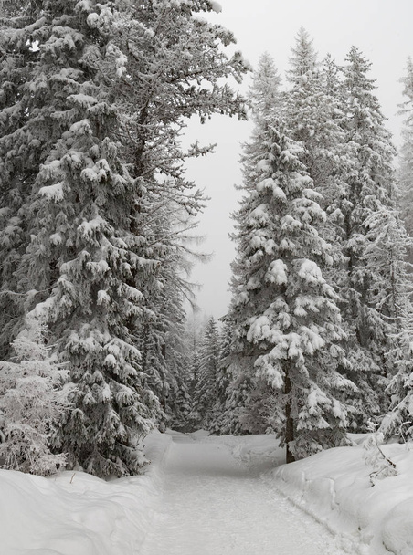 雪の覆われたモミの木。冬の風景です。素晴らしい雪景色. - 写真・画像