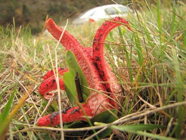 Cogumelo vermelho muito incomum do pólipo, cogumelo da gaiola ou Clathrus Archeri no prado da montanha do outono além da estrada
 - Foto, Imagem