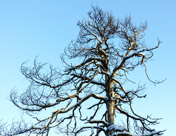 Dry tree. - Valokuva, kuva