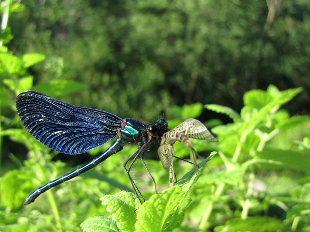 Dragonfly eating a moth - Photo, Image